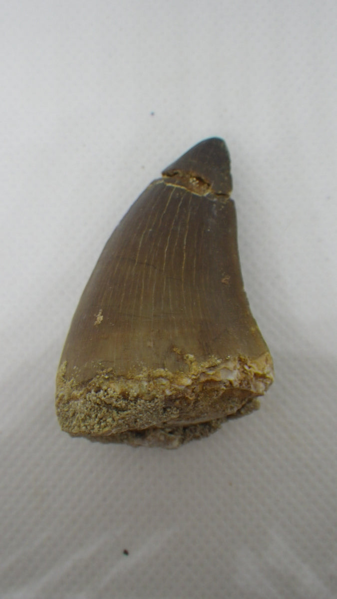 Large Thalassotitan (Mosasaur) Tooth| The Daily Rex