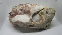 Partial Oreodont skull, Mammal Fossil