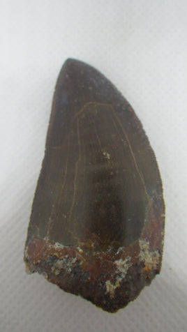 Carcharodontosaurus Tooth