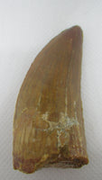 Carcharodontosaurus Tooth