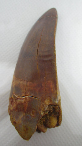 Carcharodontosaurus Tooth