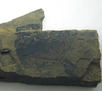 Amphicentrum Fish Fossil, 305 Million Years Old