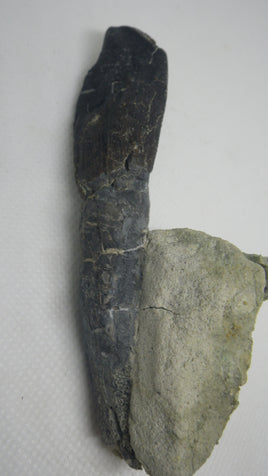 Rooted Camarasaurus Tooth 4"