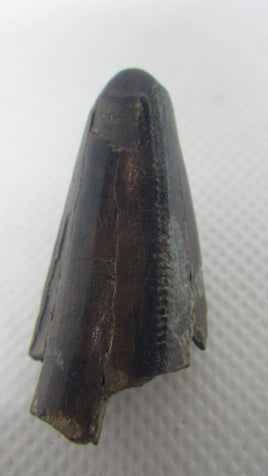 Tyrannosaurus Rex Tooth