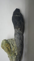 Rooted Camarasaurus Tooth 4"