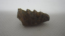 Lungfish Tooth, Permian