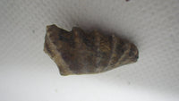 Lungfish Tooth, Permian