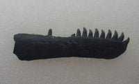 Delorhynchus (Bolterpeton) Jaw, Permian