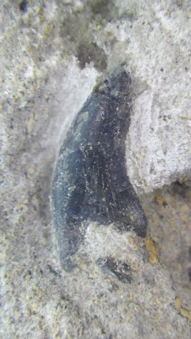 Marshosaurus Tooth