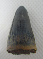 Deinosuchus (Crocodile) Tooth from Texas