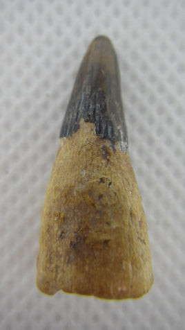 Ichthyosaur (Platypterygius) Tooth