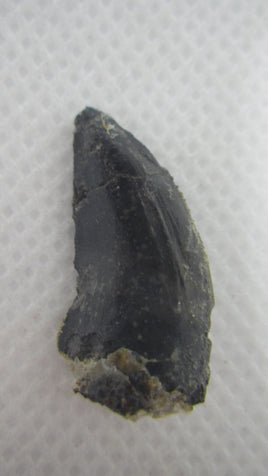 Ceratosaurus Tooth