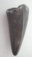 1.1" Phytosaur tooth