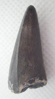 1.1" Phytosaur tooth