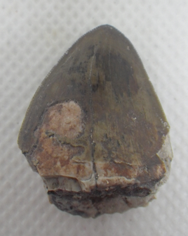 1.05" tall 0.8" wide Phytosaur tooth