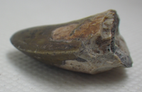 1.05" tall 0.8" wide Phytosaur tooth
