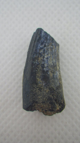 Suchomimus Tooth