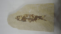 2.5" Knightia fish from the Green River Formation of Kemmerer, Wyoming