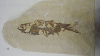 2.5" Knightia fish from the Green River Formation of Kemmerer, Wyoming