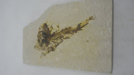 3.5" Fish from the Green River Formation of Kemmerer, Wyoming