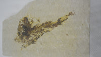 3.5" Fish from the Green River Formation of Kemmerer, Wyoming
