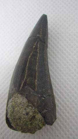 Stunning Daspletosaurus Pre-Max Tooth, Two Medicine