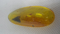 Stunning Moth Preserved in Dominican Amber, 25 Million Years Old