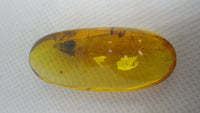 Stunning Moth Preserved in Dominican Amber, 25 Million Years Old