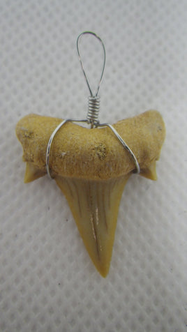 Fossilized Shark Tooth Necklace Pendant