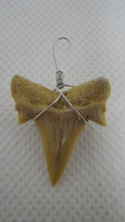 Fossilized Shark Tooth Necklace Pendant