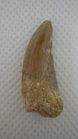Deltadromeus (?) Tooth from the Kem Kem beds of Morocco