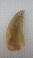 Deltadromeus (?) Tooth from the Kem Kem Beds of Morocco