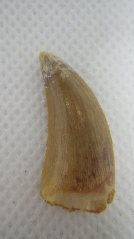 Deltadromeus (?) Tooth from the Kem Kem Beds of Morocco