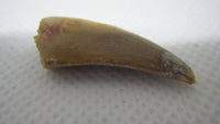 Deltadromeus (?) Tooth from the Kem Kem Beds of Morocco