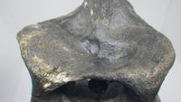 Hypacrosaurus Dorsal Vertebrae