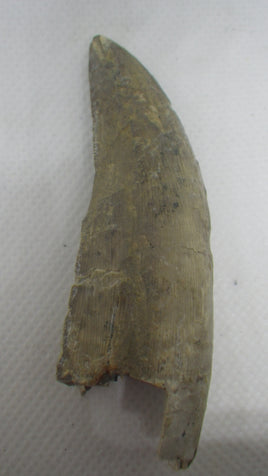 Huge 2.9"Tyrannosaur Tooth from the Judith River Formation, Some Restoration