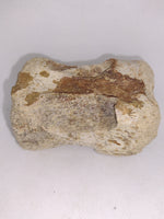 Hadrosaur Tail Vertebrae from the Kaiparowitz Formation of Utah.