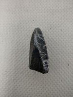 Edmontosaurus Tooth