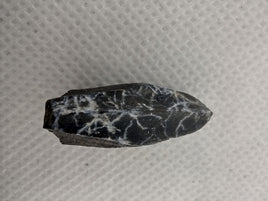 Edmontosaurus Tooth