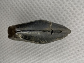 Edmontosaurus Tooth