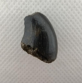 Mosasaur Tooth, Rare Location