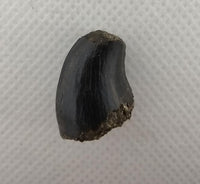 Mosasaur Tooth, Rare Location