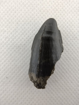 Mosasaur Tooth, Rare Location