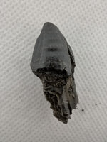 Mosasaur Tooth, Rare Location