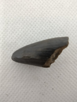 Crocodile Tooth, Morocco, Rare Location