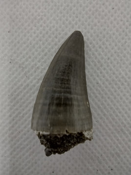 Mosasaur Tooth, Rare Location