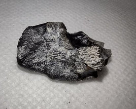 Camarasaurus Tooth