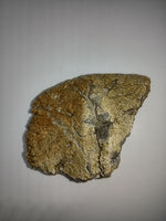 Glyptodontopelta Scute, Ojo Alamo Formation
