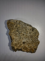 Glyptodontopelta Scute, Ojo Alamo Formation