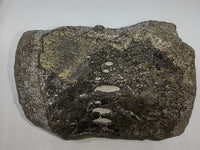 Maiasaura Vertebrae (cervical?), Two Medicine Formation